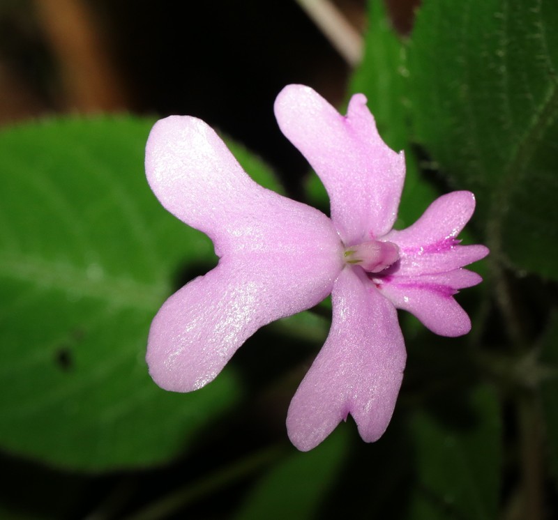 Impatiens kinabaluensis photo 3