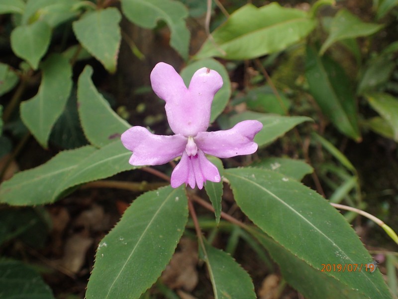 Impatiens kinabaluensis photo 4