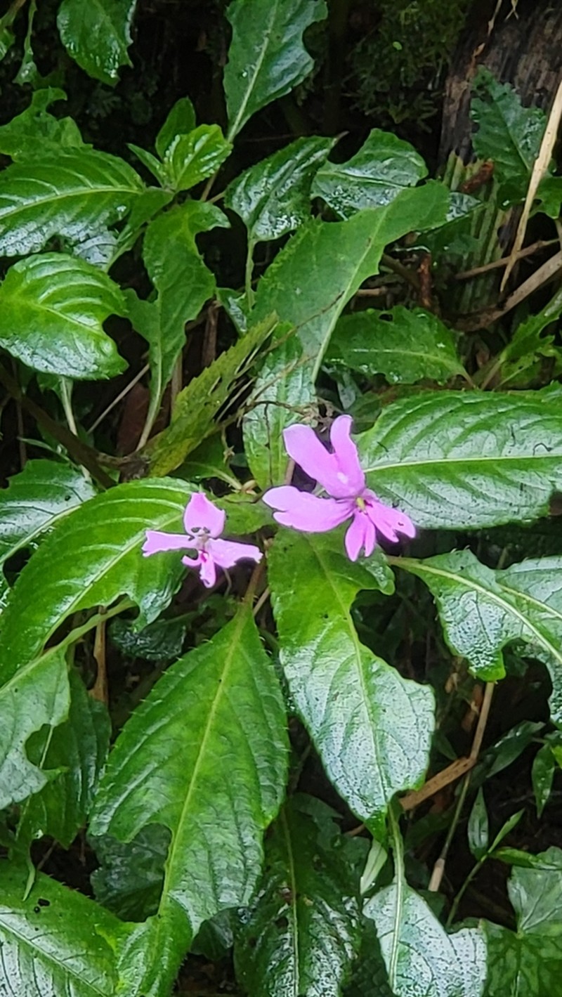 Impatiens kinabaluensis photo 5