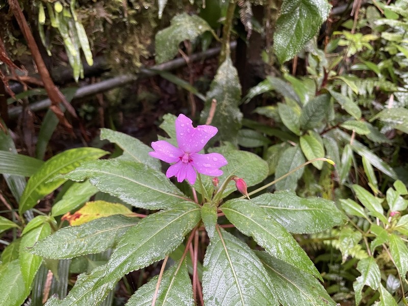Impatiens kinabaluensis photo 6