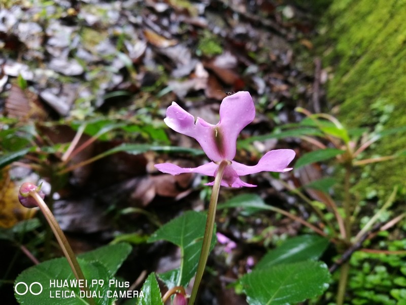 Impatiens kinabaluensis photo 7