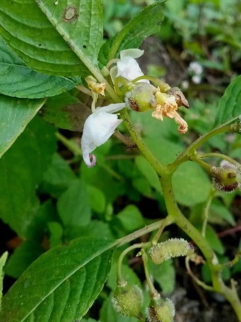 Impatiens kingdon-wardii
