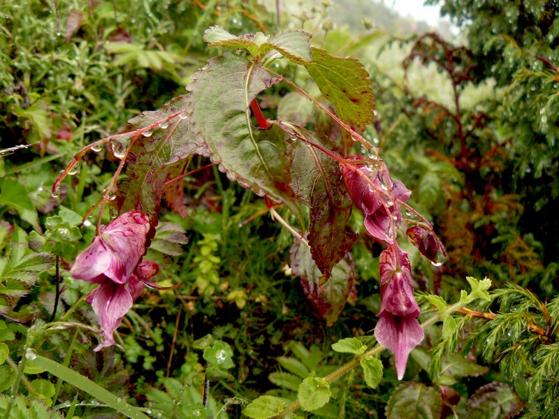 Impatiens kingii photo 2
