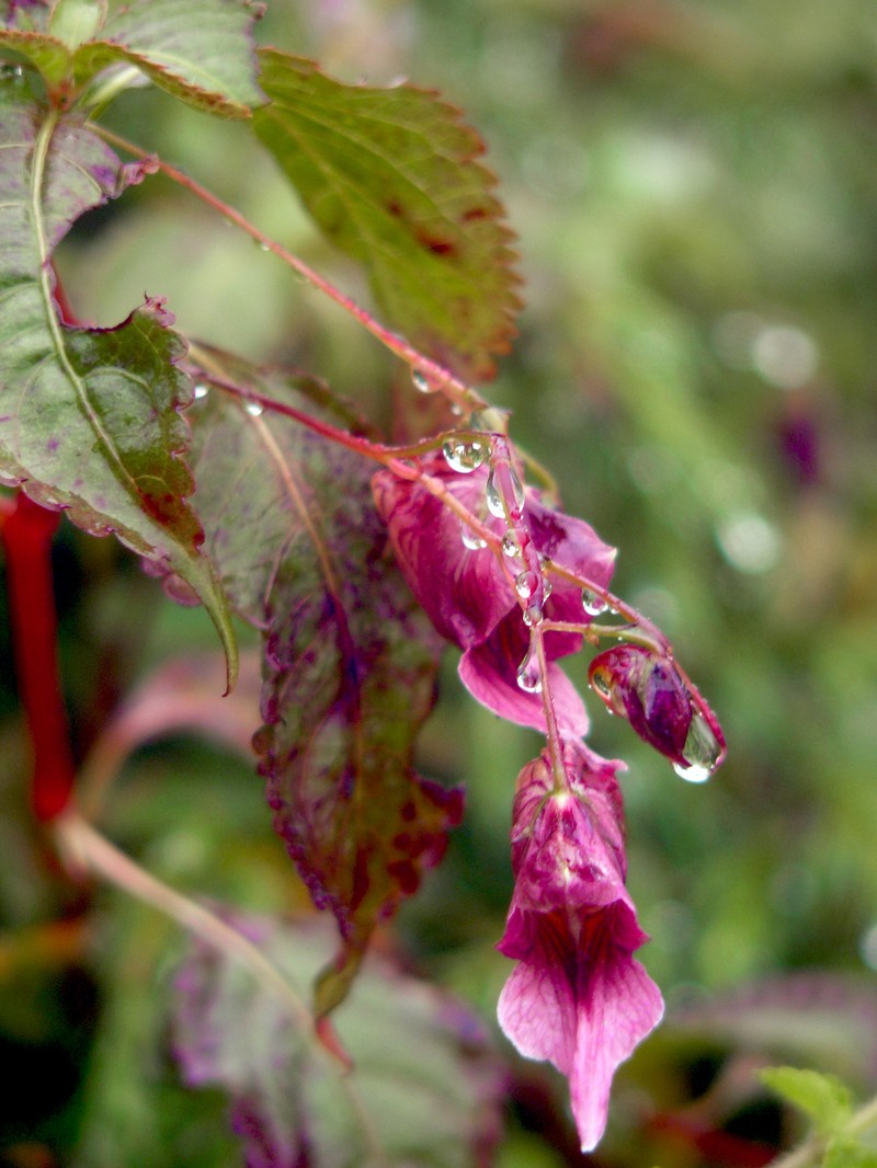 Impatiens kingii photo 3