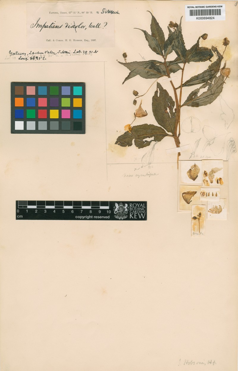 Impatiens kingii photo 4
