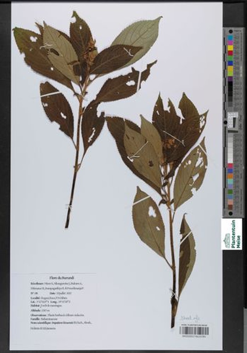 Impatiens kivuensis
