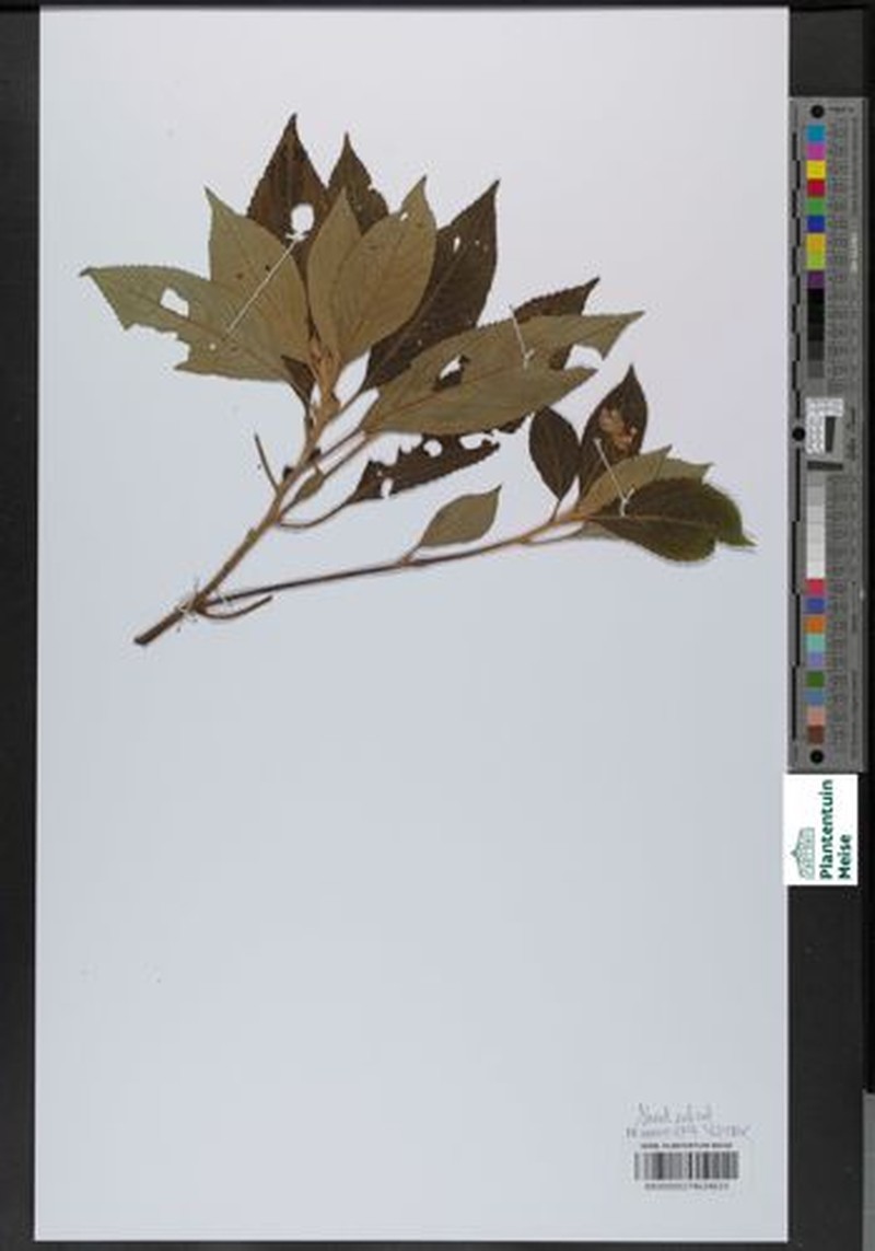 Impatiens kivuensis photo 2