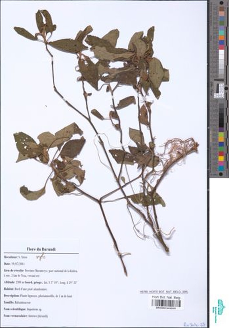 Impatiens kivuensis photo 3