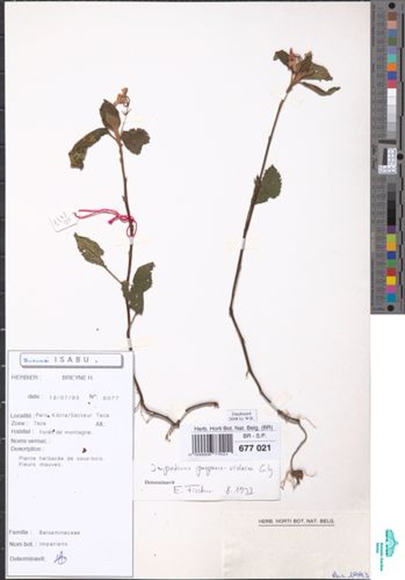Impatiens kivuensis photo 4