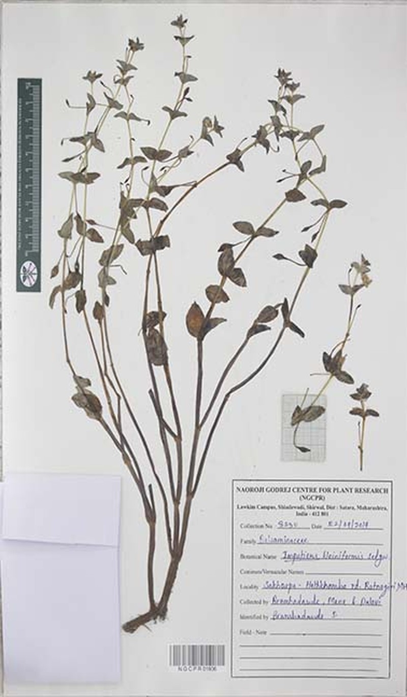 Impatiens kleiniformis photo 2