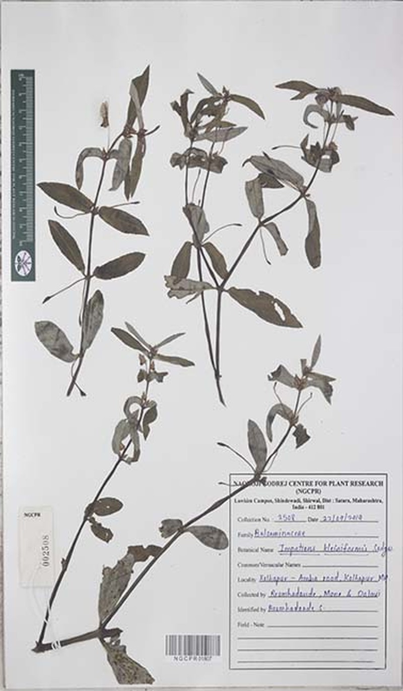 Impatiens kleiniformis photo 3