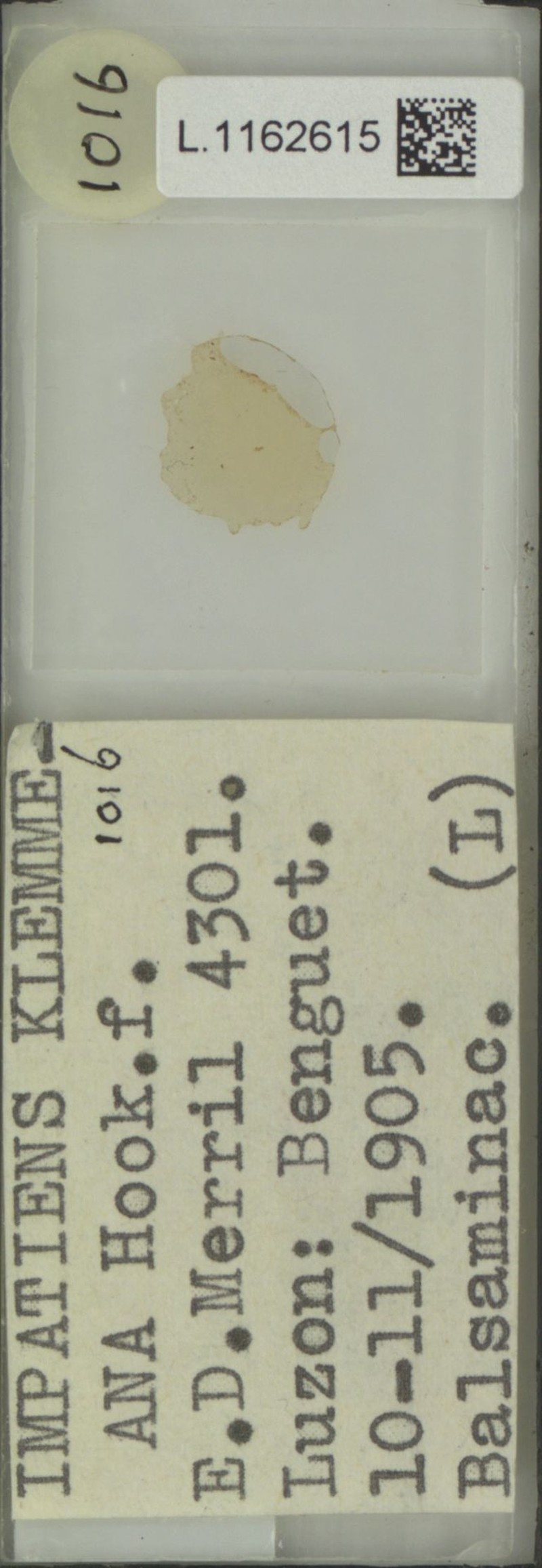 Impatiens klemmeana