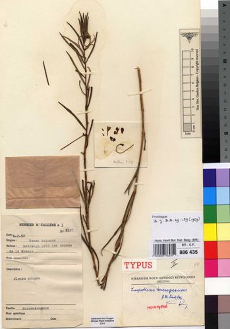 Impatiens kwengeensis