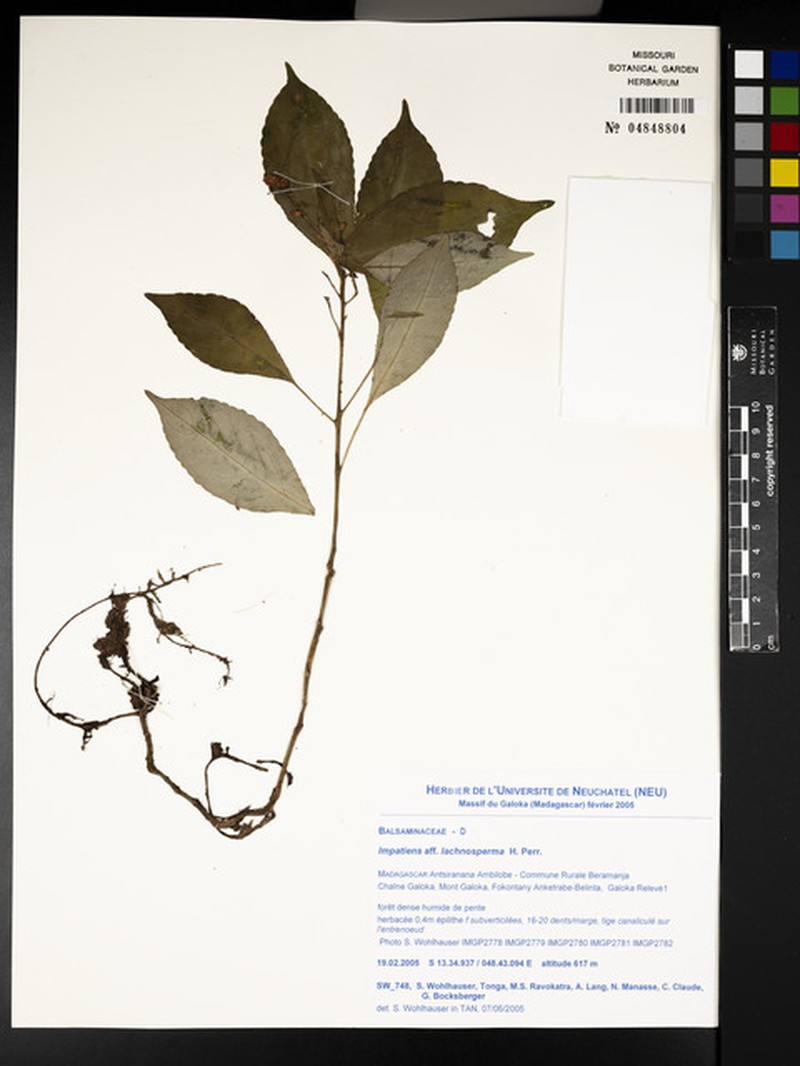 Impatiens lachnosperma