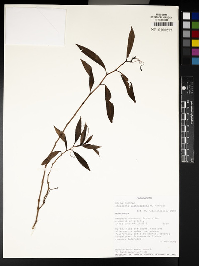 Impatiens lachnosperma photo 2
