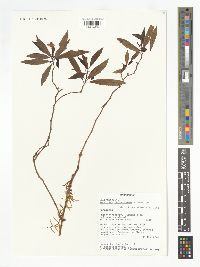 Impatiens lachnosperma photo 3