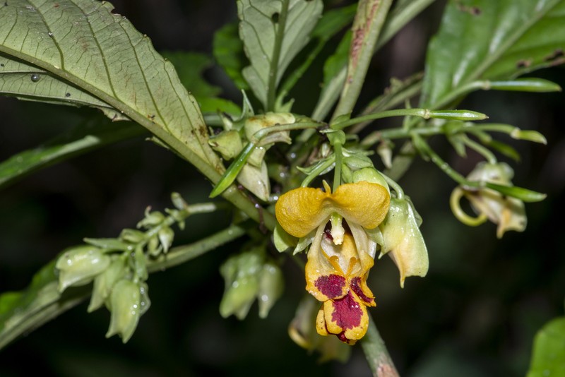 Impatiens laevigata