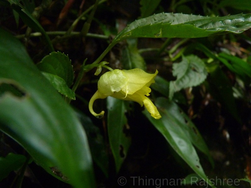 Impatiens laevigata photo 3