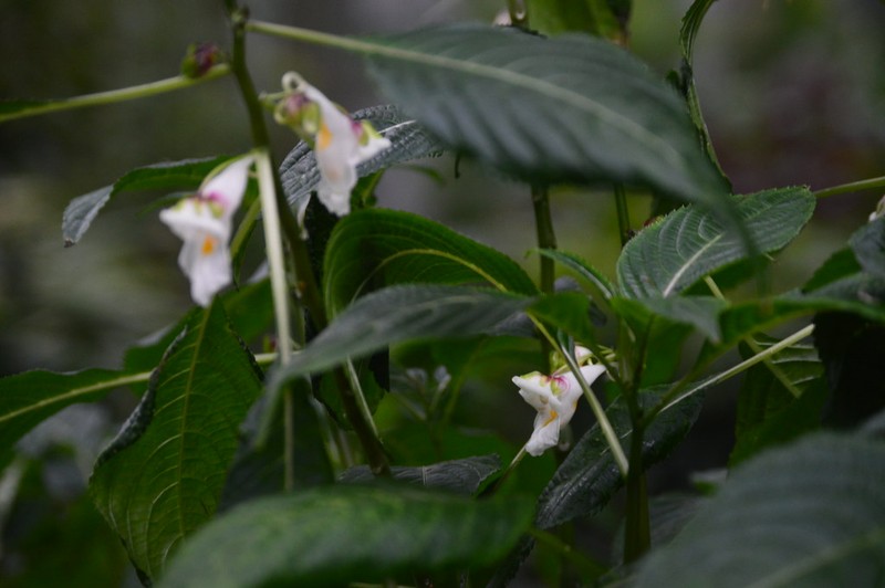 Impatiens laevigata photo 4