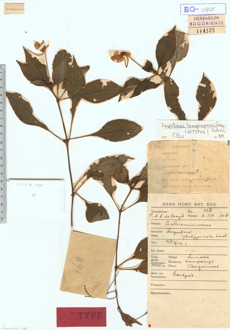 Impatiens lampungensis