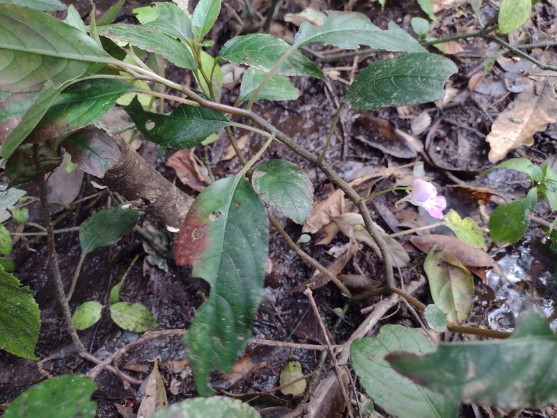 Impatiens langbianensis photo 3