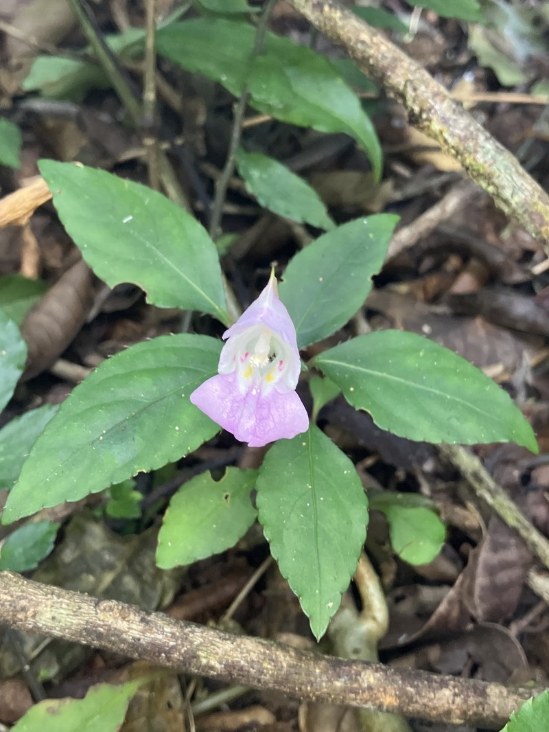 Impatiens langbianensis photo 4