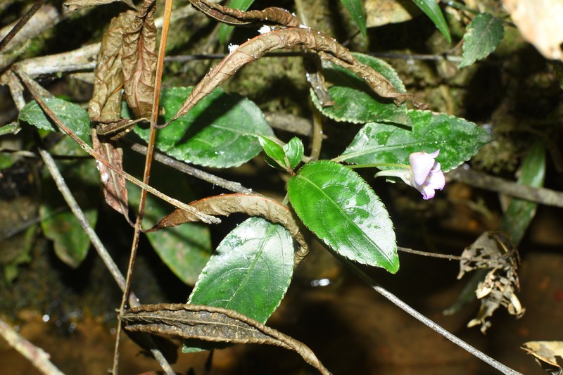 Impatiens langbianensis photo 5