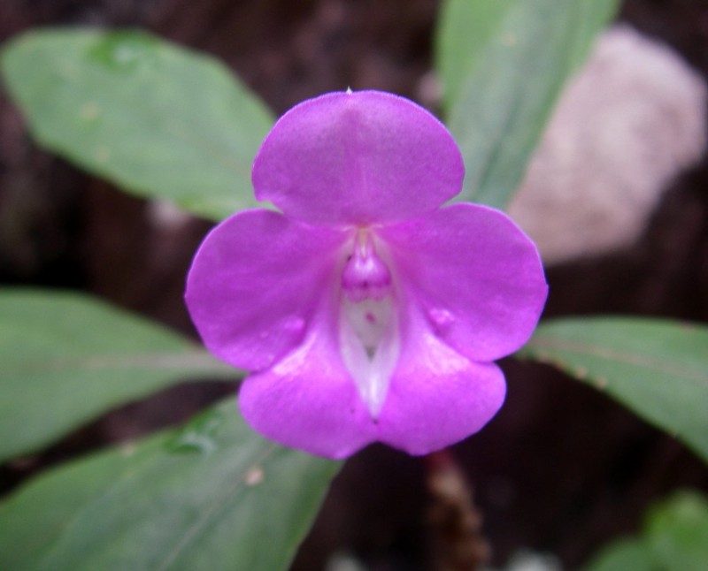 Impatiens lantziana