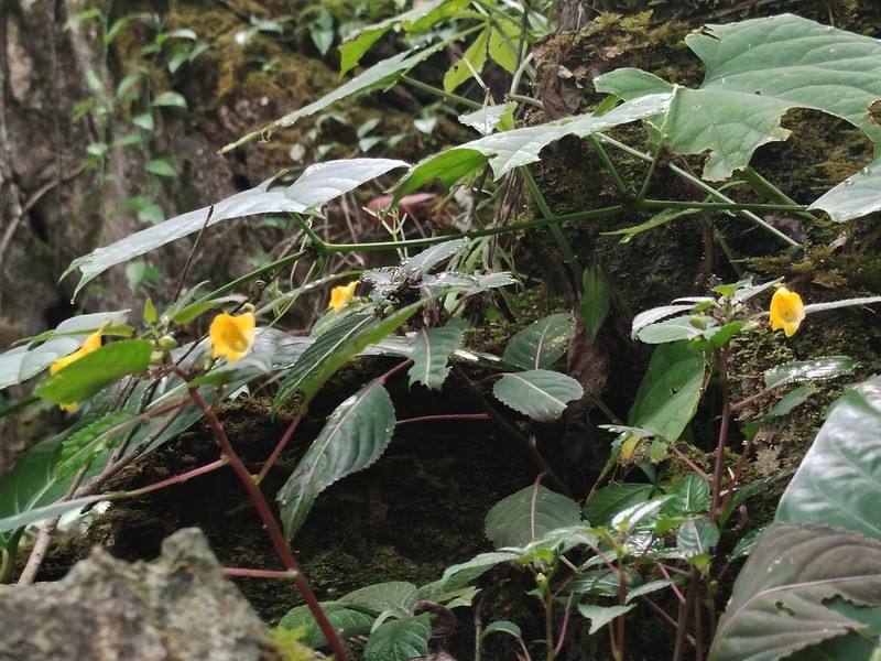 Impatiens larsenii