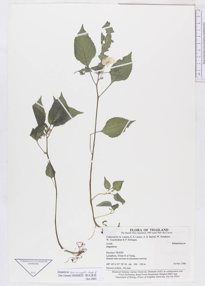 Impatiens larsenii photo 2