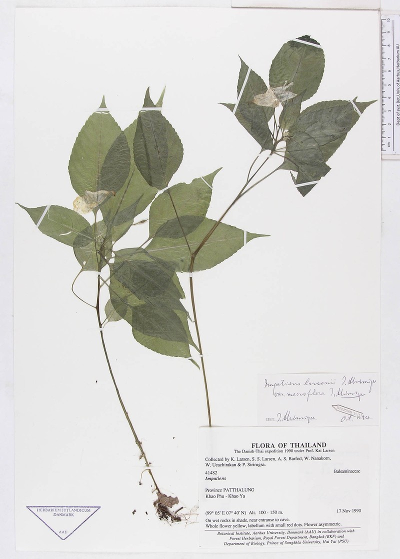 Impatiens larsenii photo 3