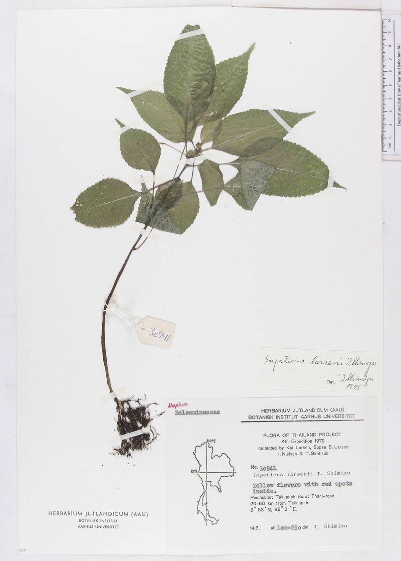 Impatiens larsenii photo 4