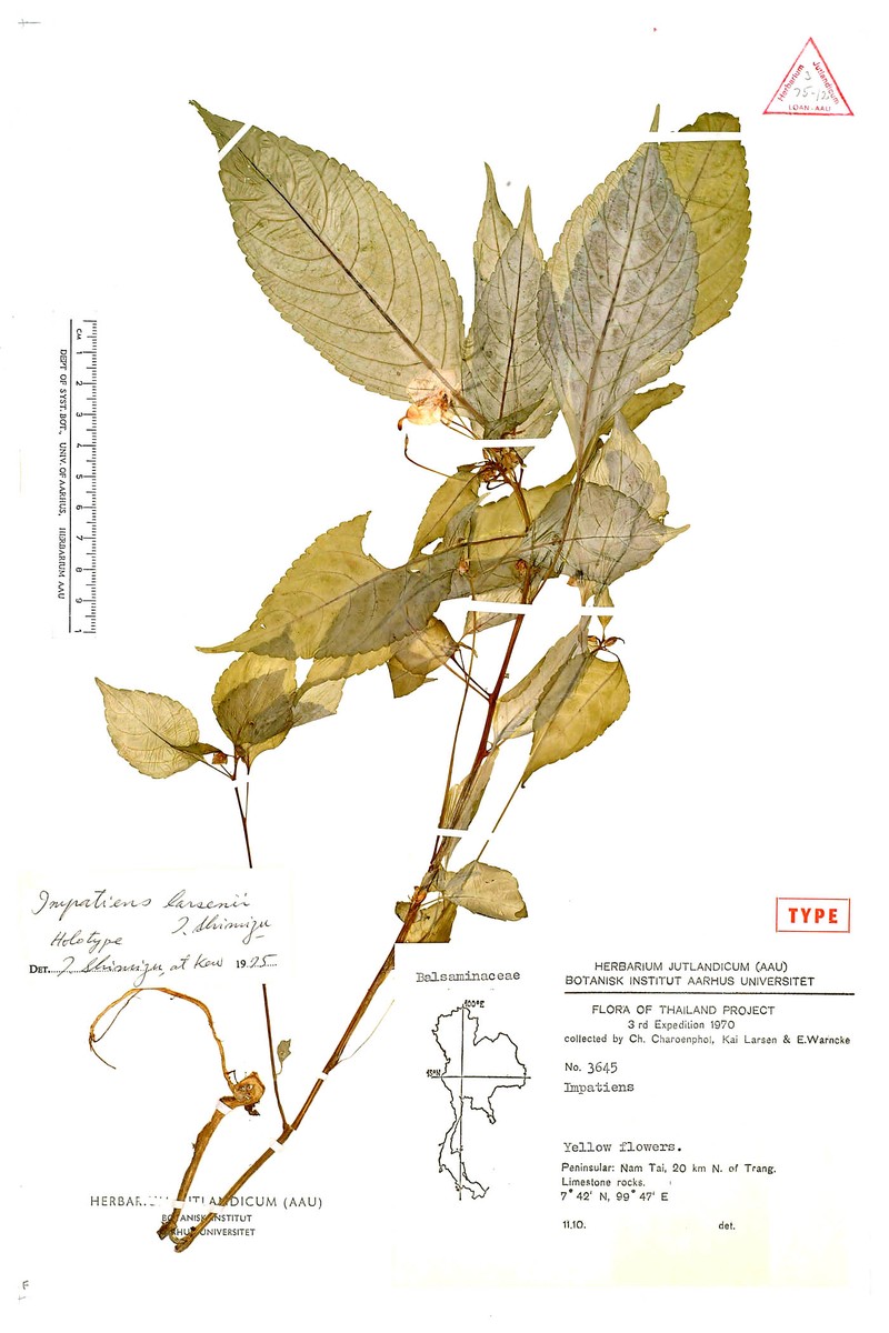 Impatiens larsenii photo 5