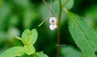 Impatiens lateristachys