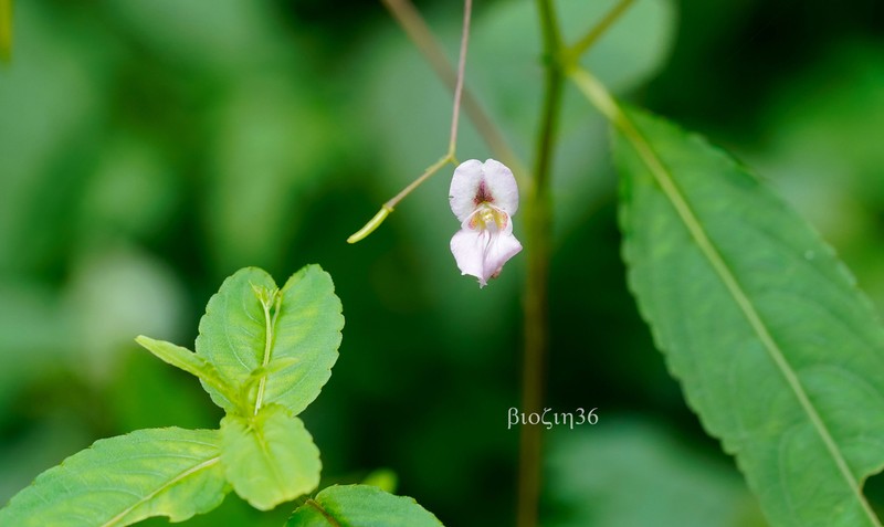 Impatiens lateristachys