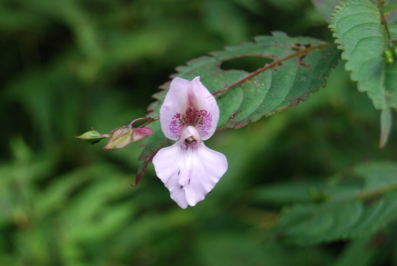 Impatiens lateristachys photo 2