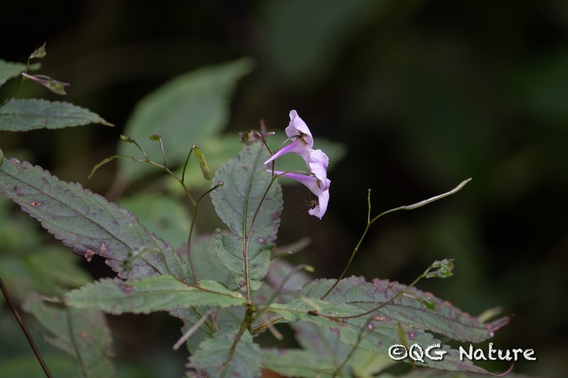 Impatiens lateristachys photo 3