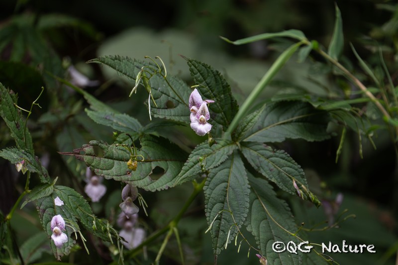 Impatiens lateristachys photo 4