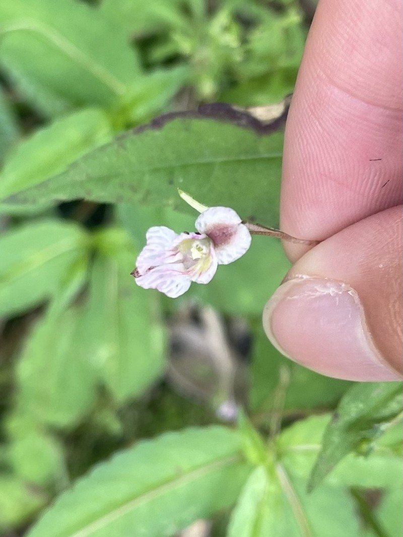 Impatiens lateristachys photo 5
