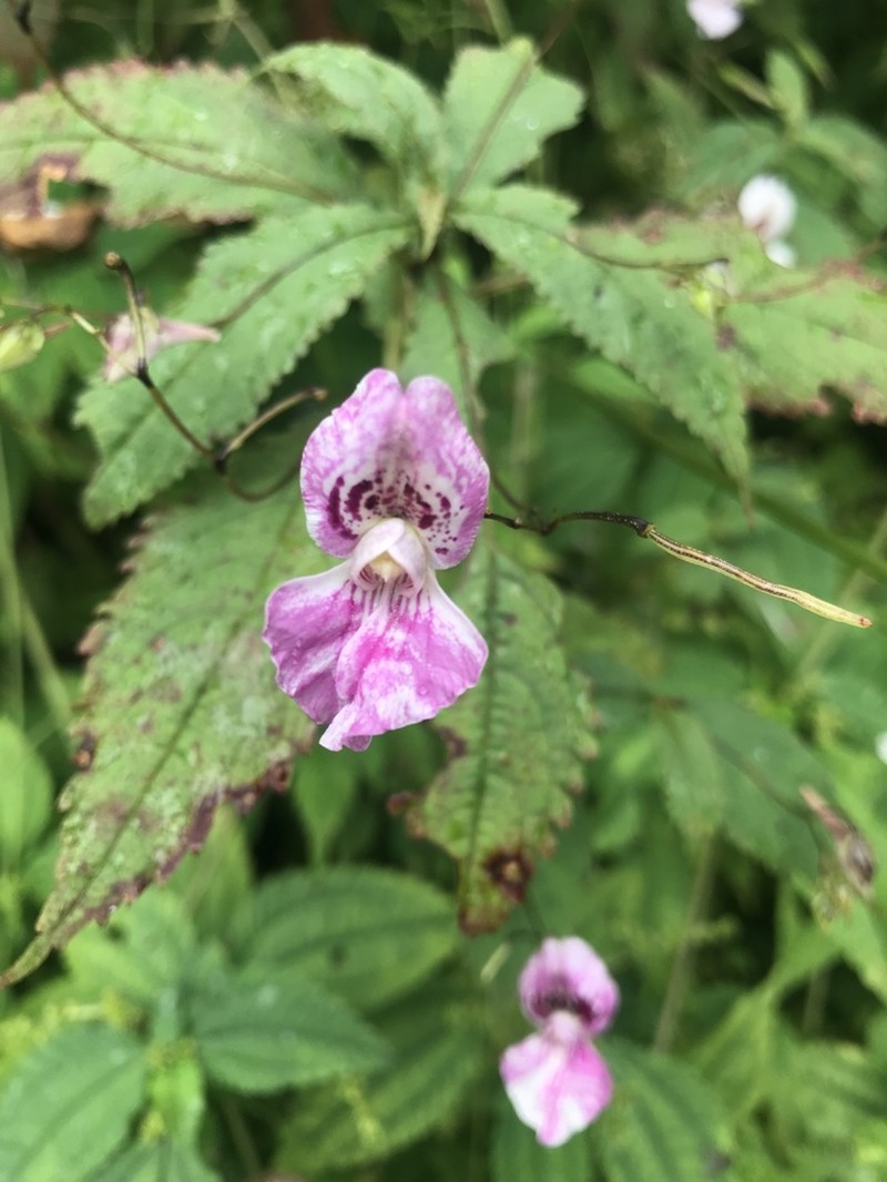 Impatiens lateristachys photo 6