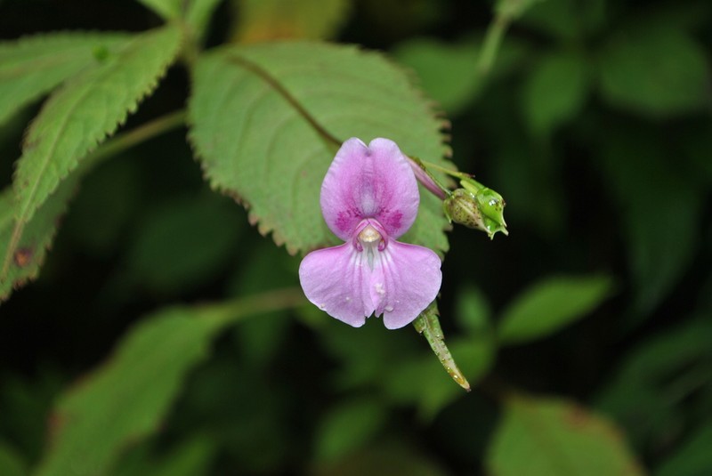 Impatiens lateristachys photo 7