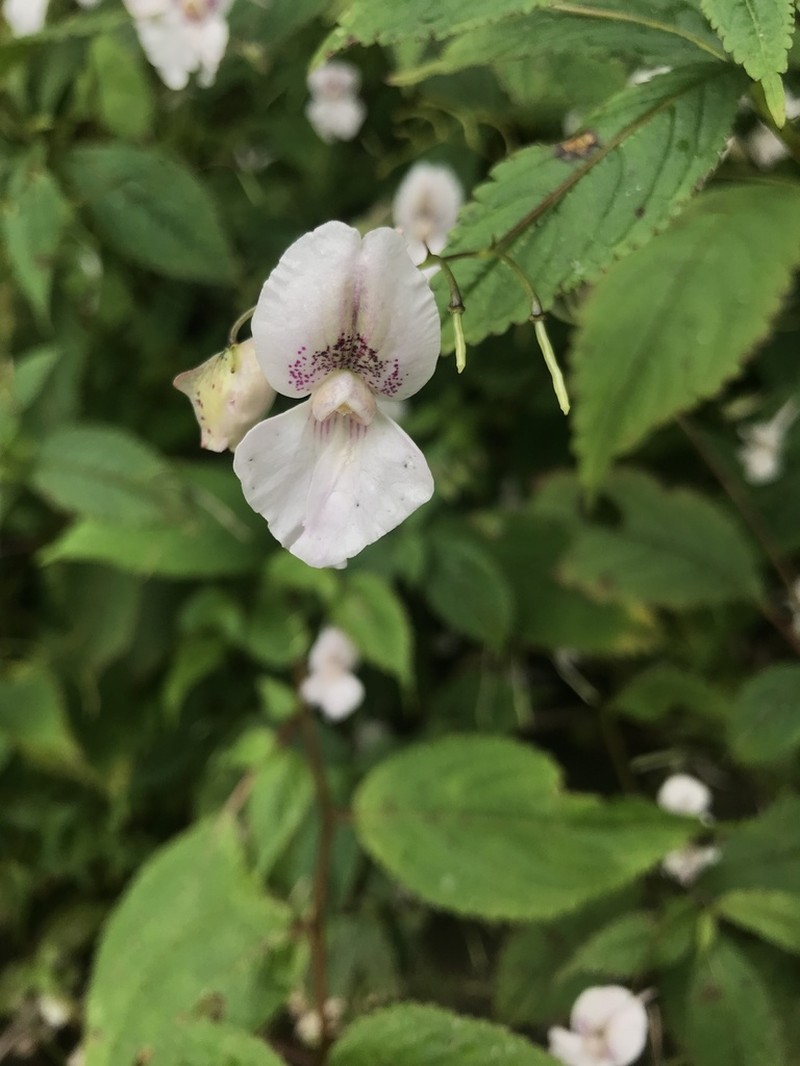 Impatiens lateristachys photo 8