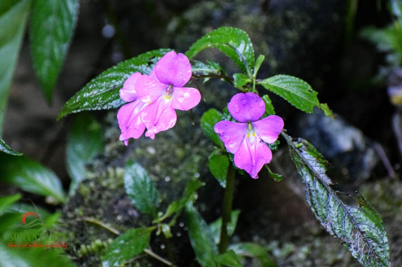 Impatiens latiflora