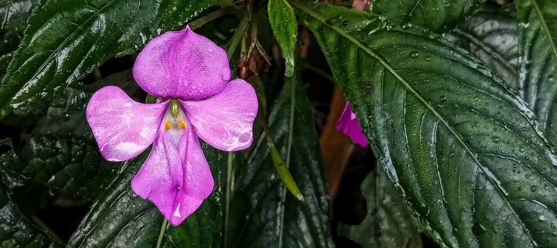 Impatiens latiflora photo 2