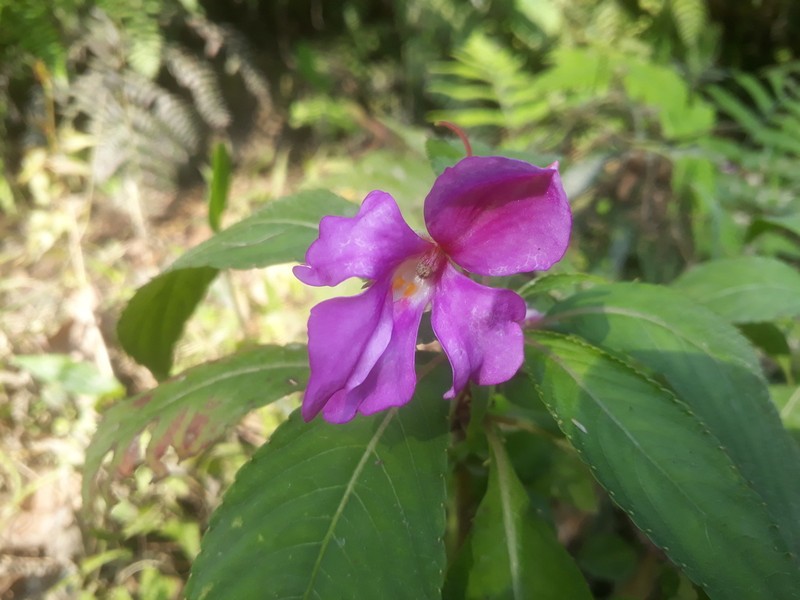 Impatiens latiflora photo 3