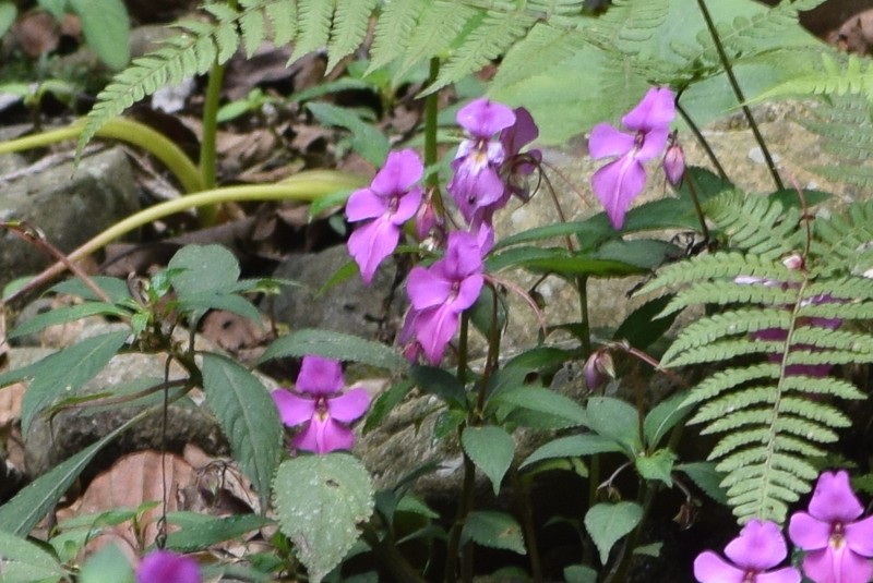 Impatiens latiflora photo 4