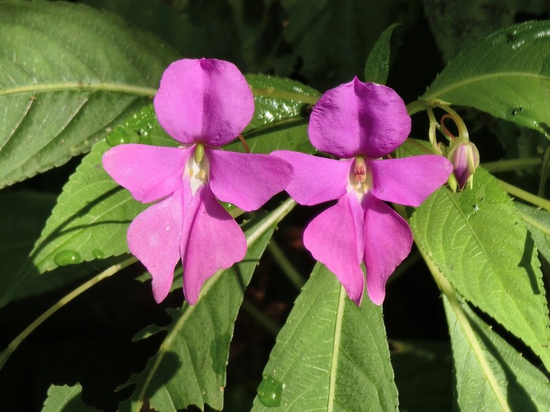 Impatiens latiflora photo 5