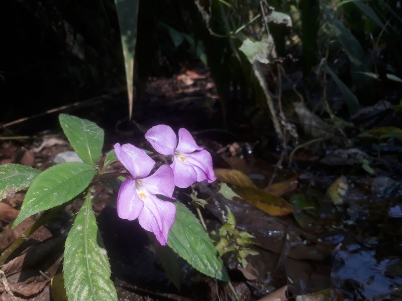 Impatiens latiflora photo 6