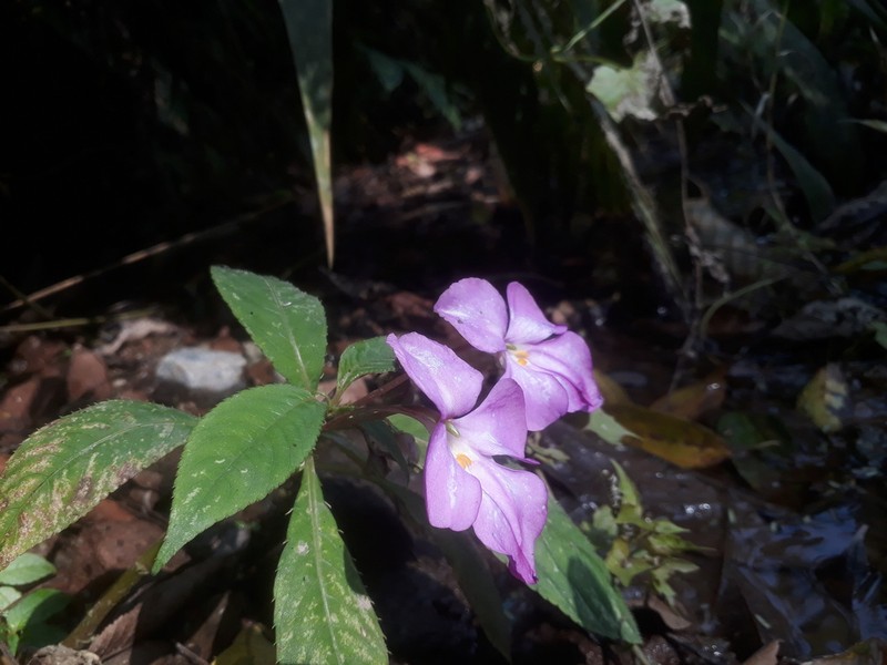 Impatiens latiflora photo 7