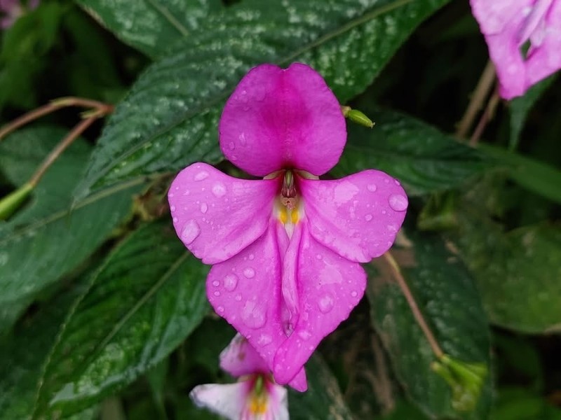 Impatiens latiflora photo 8